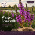 Winged Loosestrife Seeds – 1000 Native Wetland Wildflower Seeds, Pollinator Friendly