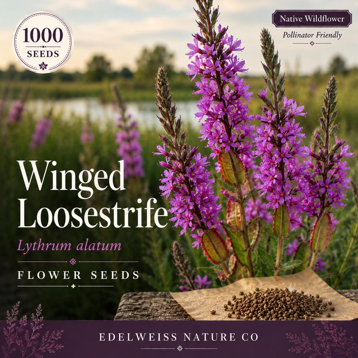 Winged Loosestrife Seeds – 1000 Native Wetland Wildflower Seeds, Pollinator Friendly