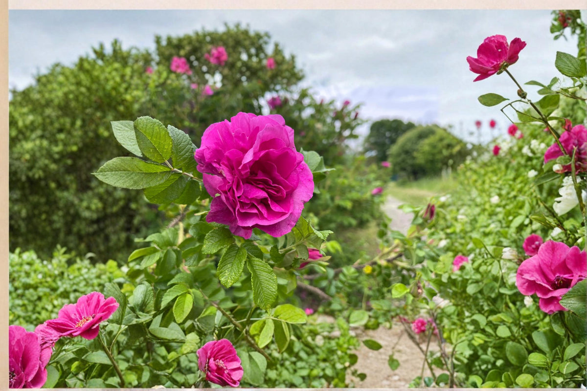 1 Live Plant Rugosa Rose Rosa rugosa Hardy Shrub
