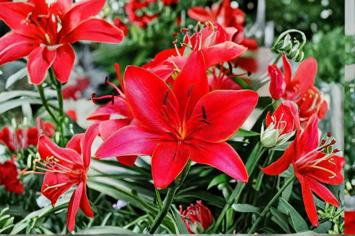 5 Bulbs Lucifer Canna Lily Canna indica Red Flowering Tropical Garden Plant