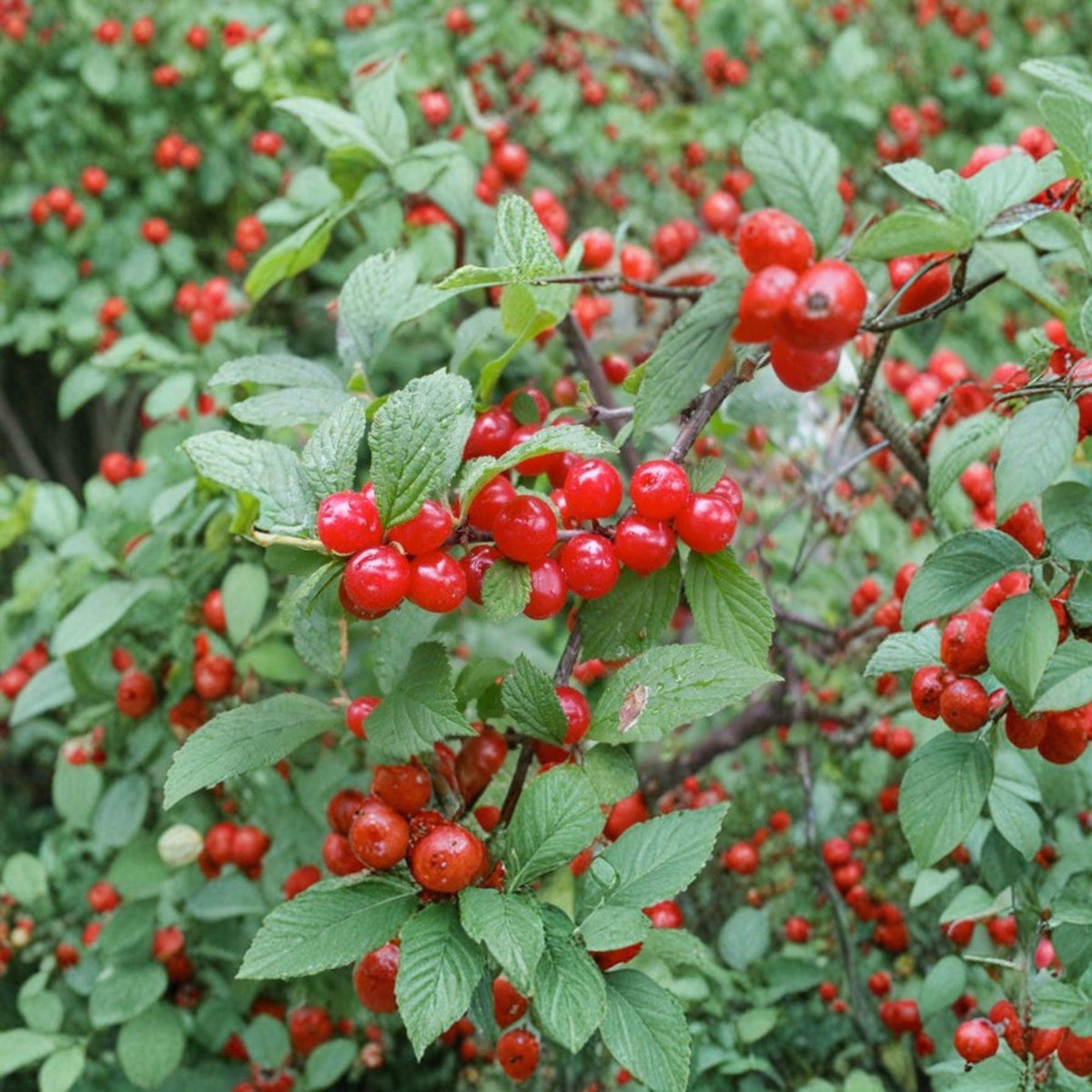 1 Live Plant Nanking Cherry Bare Root 24 Inches Prunus tomentosa
