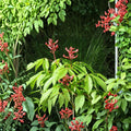 1 Live Plant Red Buckeye Aesculus pavia Bare Root 16+ Inches