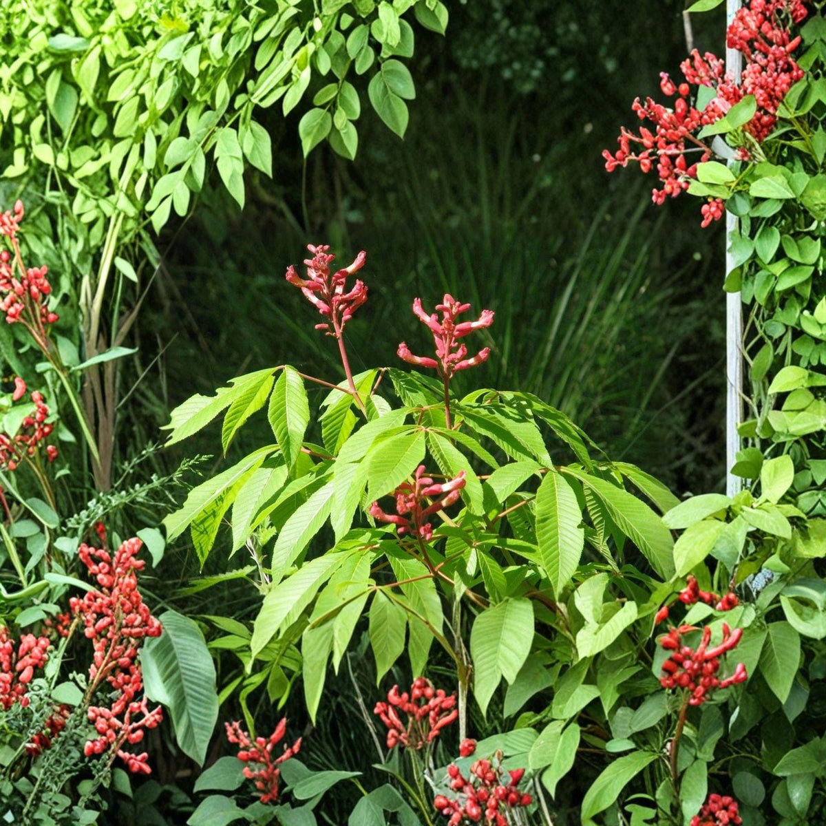 1 Live Plant Red Buckeye Aesculus pavia Bare Root 16+ Inches
