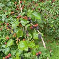 12 Unrooted Cuttings Red Mulberry Morus rubra Native Fruit Tree