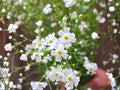 100 Seeds Covent Garden White Baby's Breath Flower Heirloom Garden
