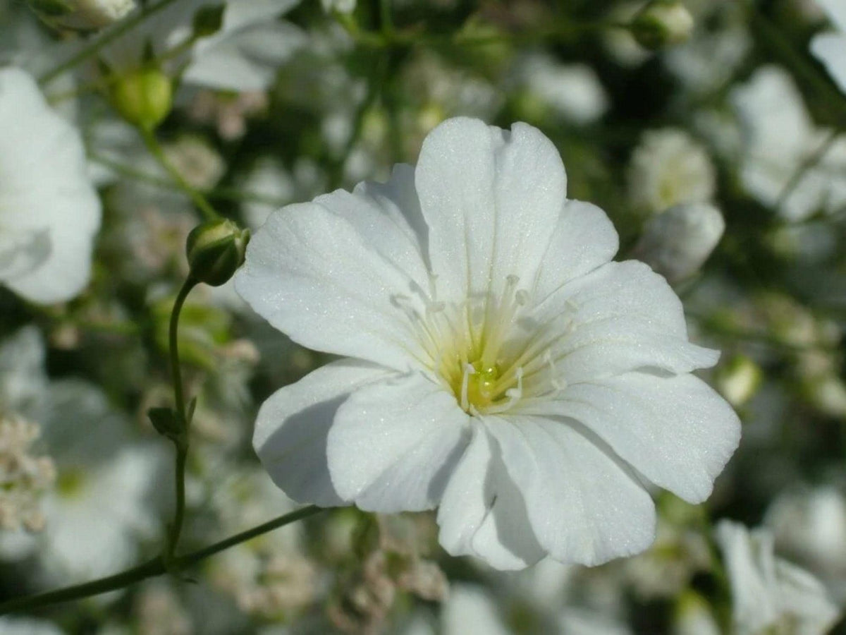 100 Seeds Baby's Breath Covent Garden White Gypsophila elegans Delicate White Flowers Cottage Cutting Garden
