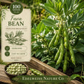 Heirloom Fava Bean Seeds – Broad Bean Vegetable, Easy Grow, High Yield (10 Pack)
