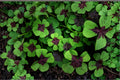 1 Bulb Iron Cross Shamrock Oxalis tetraphylla