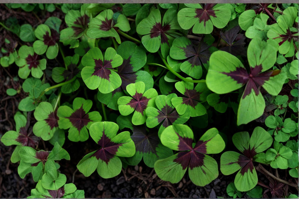 1 Bulb Iron Cross Shamrock Oxalis tetraphylla