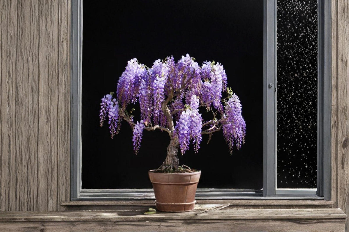 1 Live Plant Purple Weeping Wisteria Wisteria sinensis Fragrant Climbing Vine