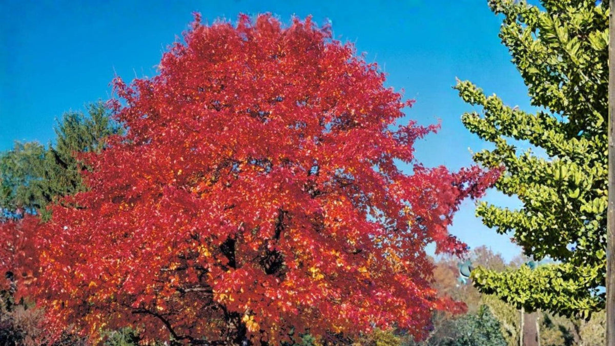 5 Seeds Red Oak Quercus rubra Shade Tree Acorn