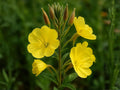 200 Seeds Evening Primrose Heirloom Yellow Flower Garden Planting
