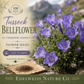 Campanula carpatica 100 Seeds – Tussock Bellflower Heirloom Non-GMO Blue Flower for Rock Gardens & Borders