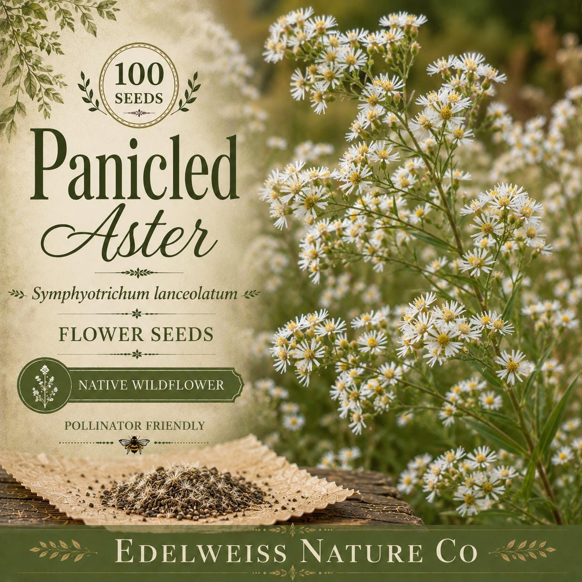 Symphyotrichum lanceolatum 100 Seeds – Panicled Aster Heirloom Non-GMO Native White Pollinator Flower