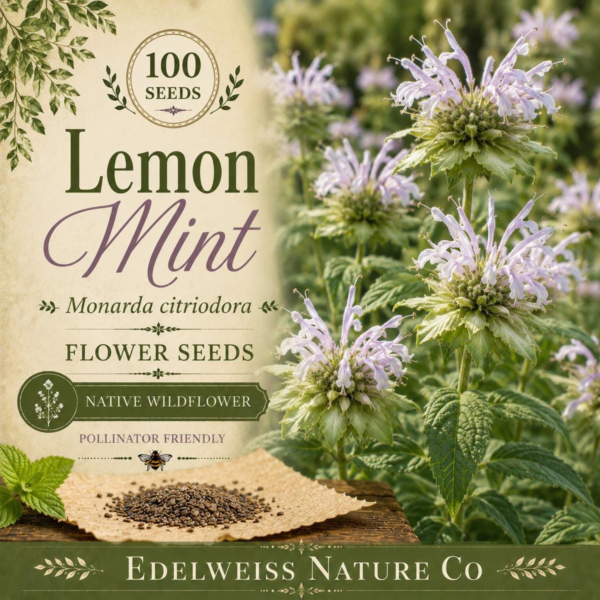100 Lemon Mint Seeds – Heirloom Purple Bee Balm for Pollinator Gardens