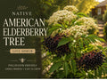 1 American Elderberry Plant 12-24 in Sambucus canadensis Native Berry Shrub