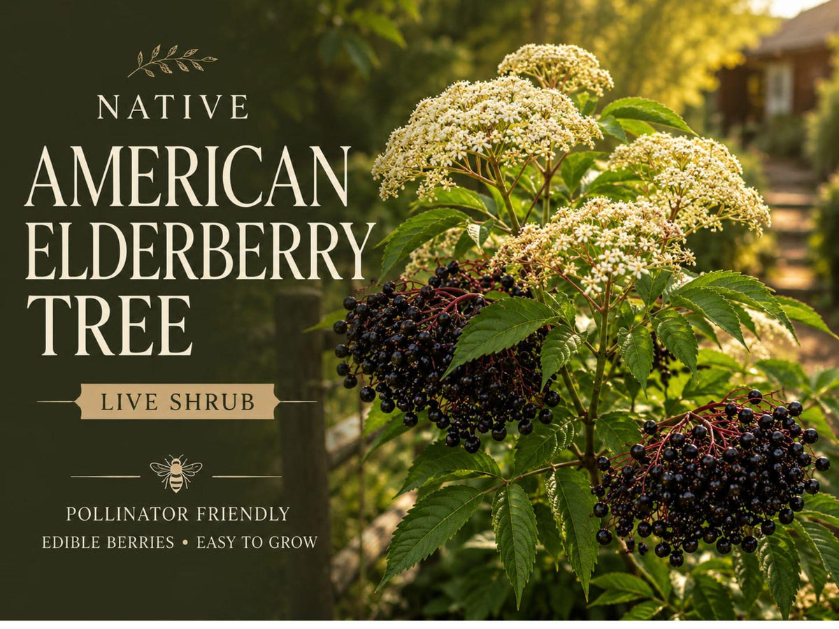 1 American Elderberry Plant 12-24 in Sambucus canadensis Native Berry Shrub