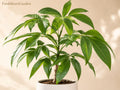 1 Pecan Tree Plant 12-24 in Carya illinoinensis Nut Bearing Shade Landscape