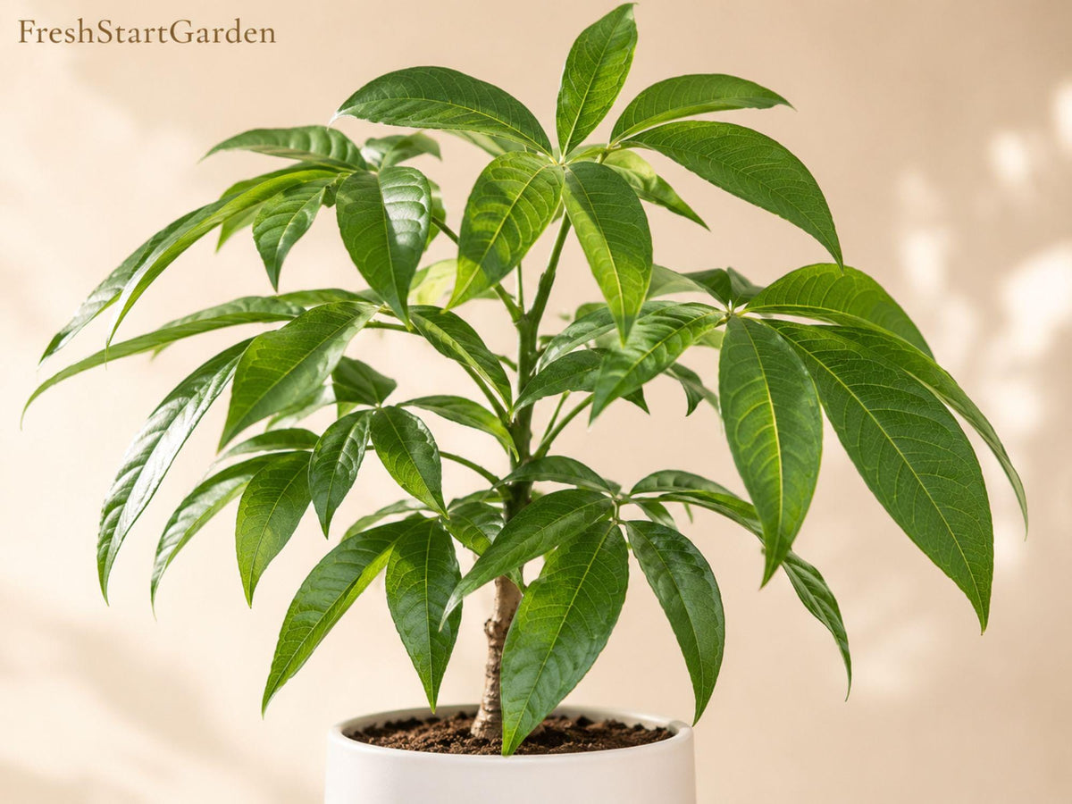 1 Pecan Tree Plant 12-24 in Carya illinoinensis Nut Bearing Shade Landscape