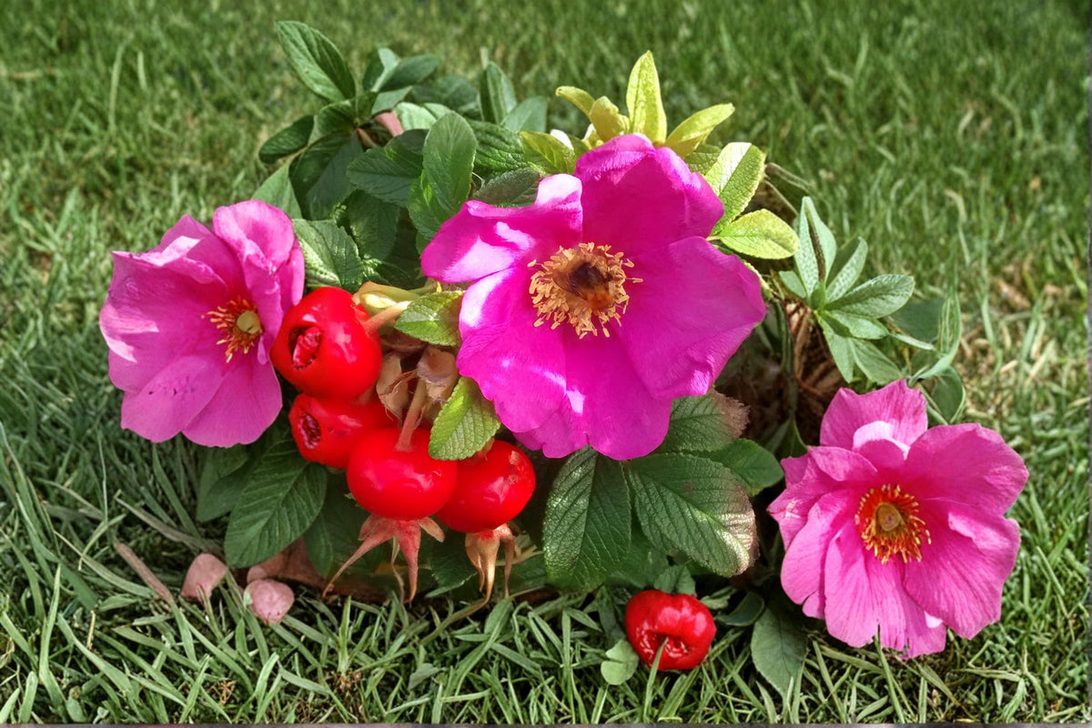 50 Seeds Rugosa Rose Red Hardy Shrub Rose Fragrant Blooms