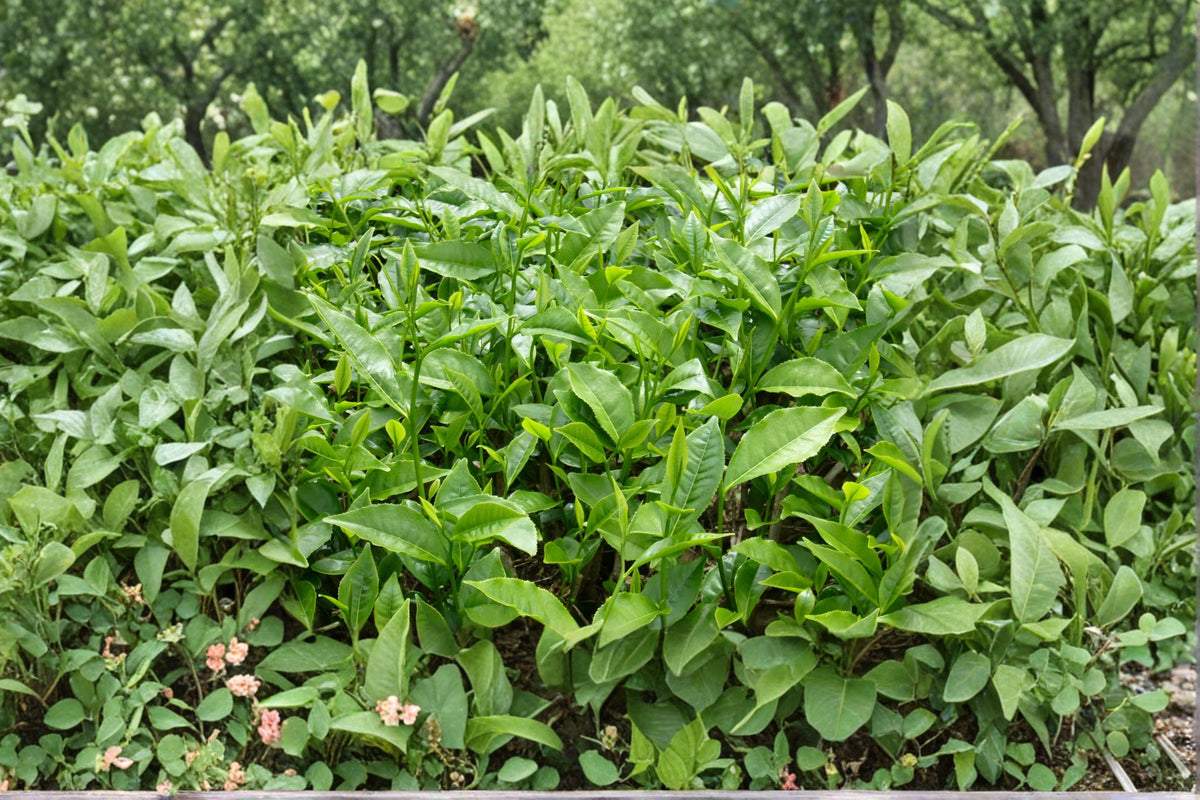 6 Seeds Tea Plant Camellia sinensis Evergreen Shrub Edible Leaves