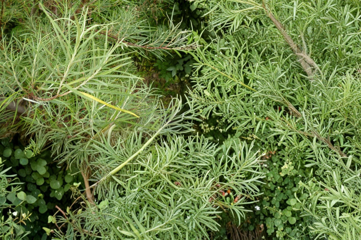 10 Cuttings Rosemary Willow Salix rosmarinifolia Live Plant