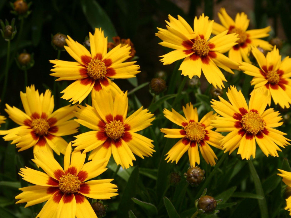 50 Dwarf Lance Leaf Coreopsis Seeds Coreopsis lanceolata Native Perennial Wildflower Pollinator Garden