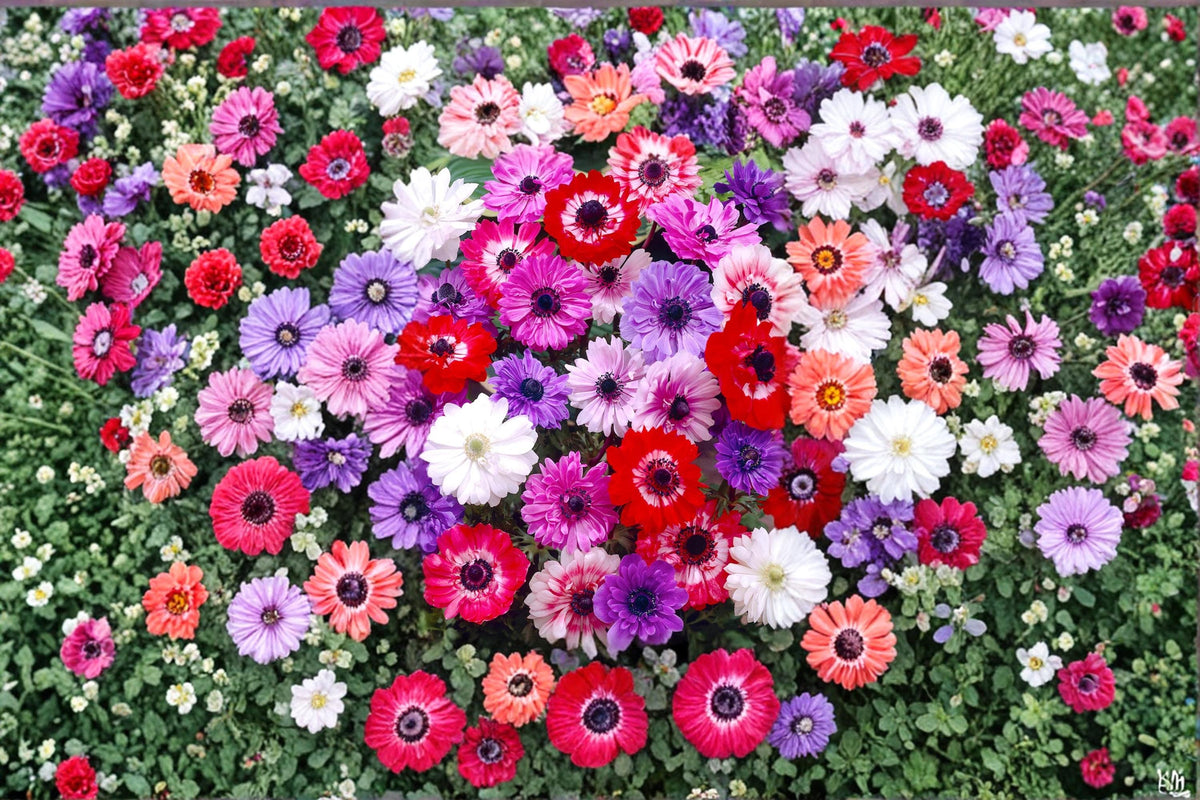 1 Bulb St Brigid Anemone Anemone coronaria Poppy-Flowered Spring Blooming
