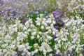 1 Bulb Spanish Whitebells Hyacinthoides hispanica White Flowering Spring Bulb Woodland Garden