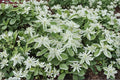 50 Seeds Euphorbia marginata Mountain Snow