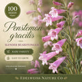 100 Penstemon Gracilis Seeds – Slender Beardtongue Heirloom Non-GMO Native Wildflower for Home Garden
