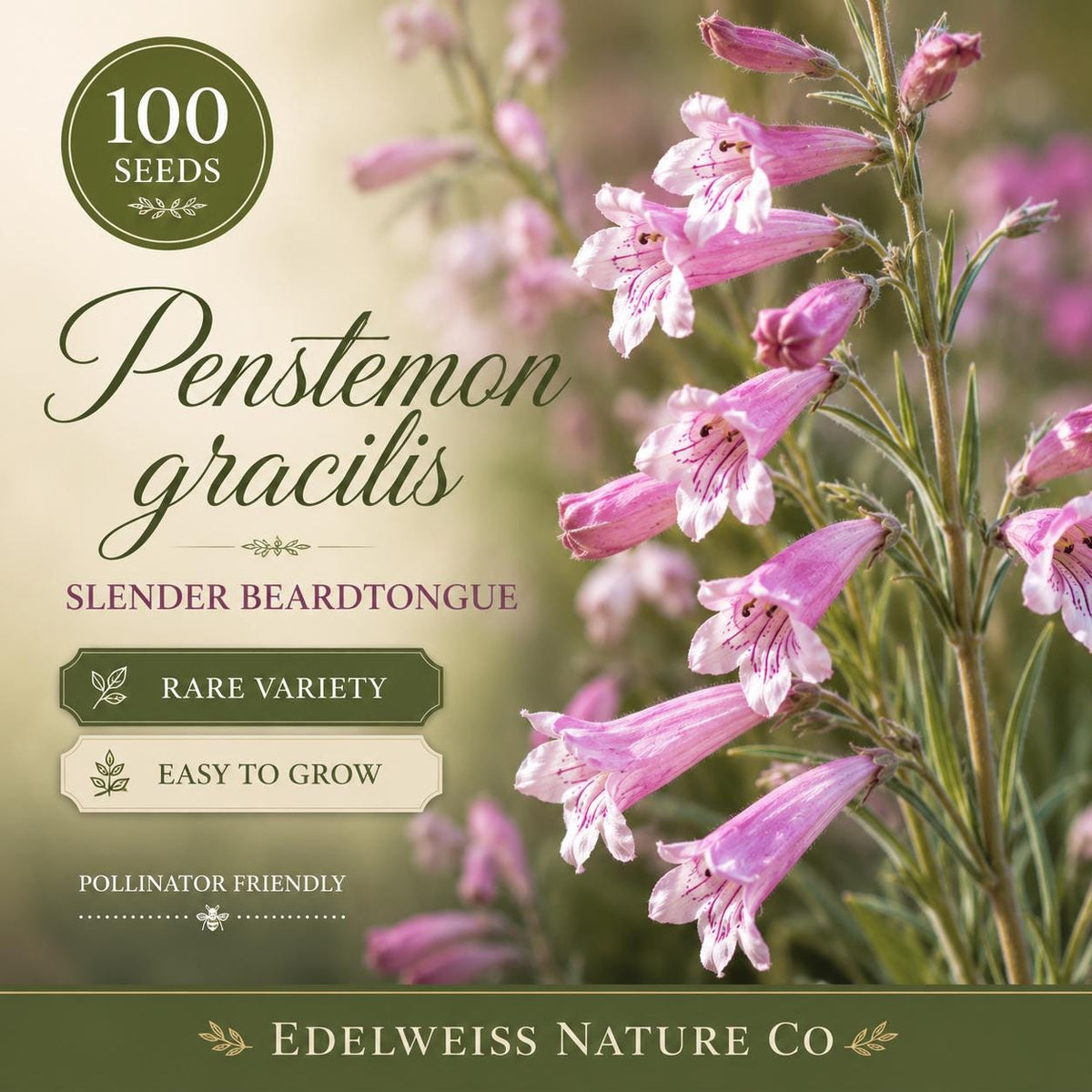 100 Penstemon Gracilis Seeds – Slender Beardtongue Heirloom Non-GMO Native Wildflower for Home Garden