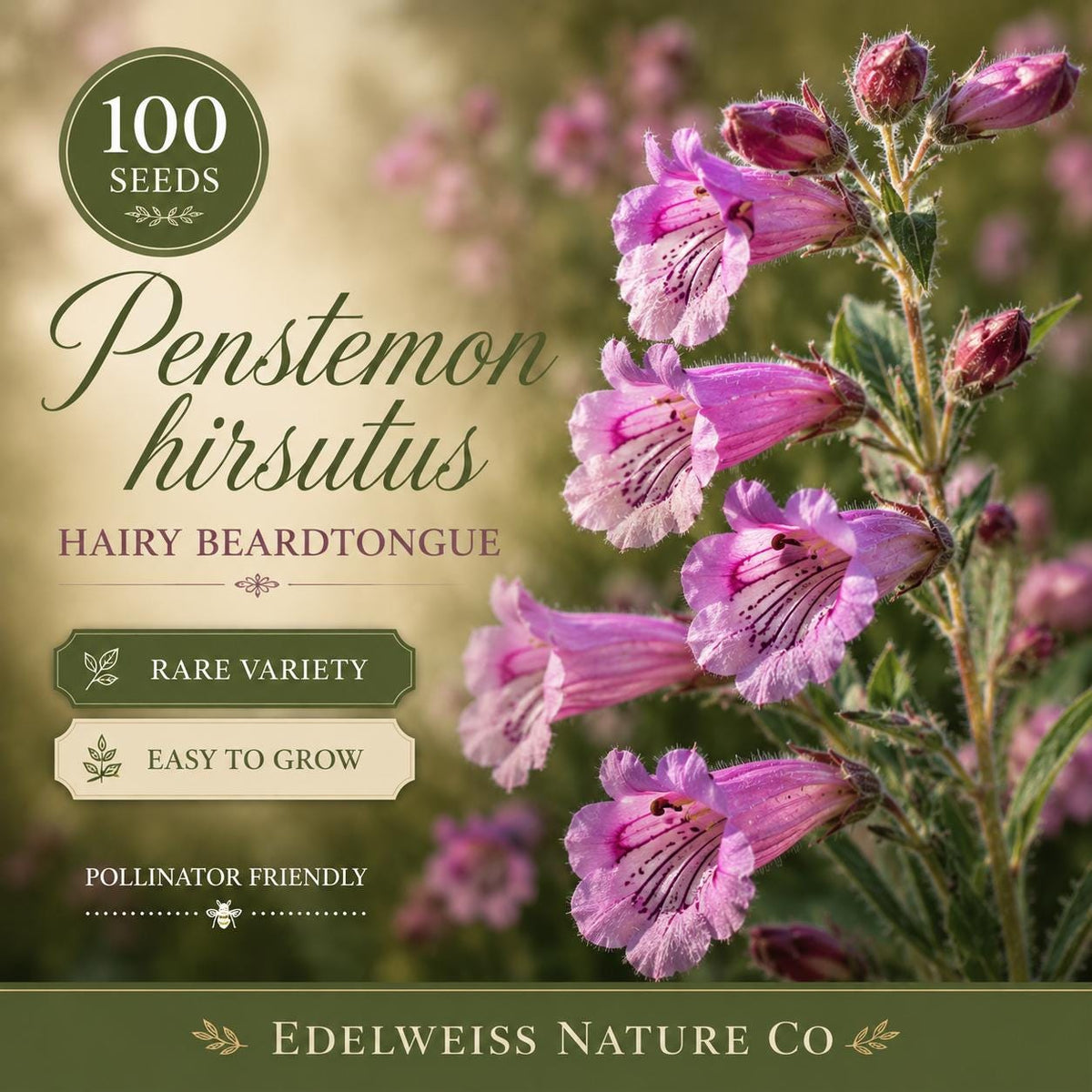100 Penstemon Hirsutus Seeds – Hairy Beardtongue Heirloom Non-GMO Native Wildflower for Home Garden