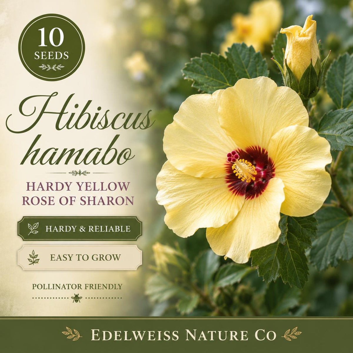 10 Yellow Rose of Sharon Seeds – Hardy Heirloom Hibiscus Hamabo Flowering Shrub