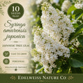 10 Japanese Tree Lilac Seeds – Syringa amurensis japonica Heirloom Non-GMO Flowering Tree