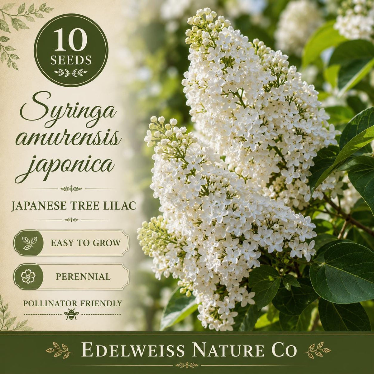 10 Japanese Tree Lilac Seeds – Syringa amurensis japonica Heirloom Non-GMO Flowering Tree