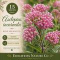 Asclepias incarnata 15 Seeds – Rose Milkweed Heirloom Non-GMO Pink Native Pollinator Flower