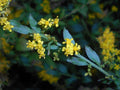 100 Elmleaf Goldenrod Seeds Solidago ulmifolia Native Perennial Wildflower