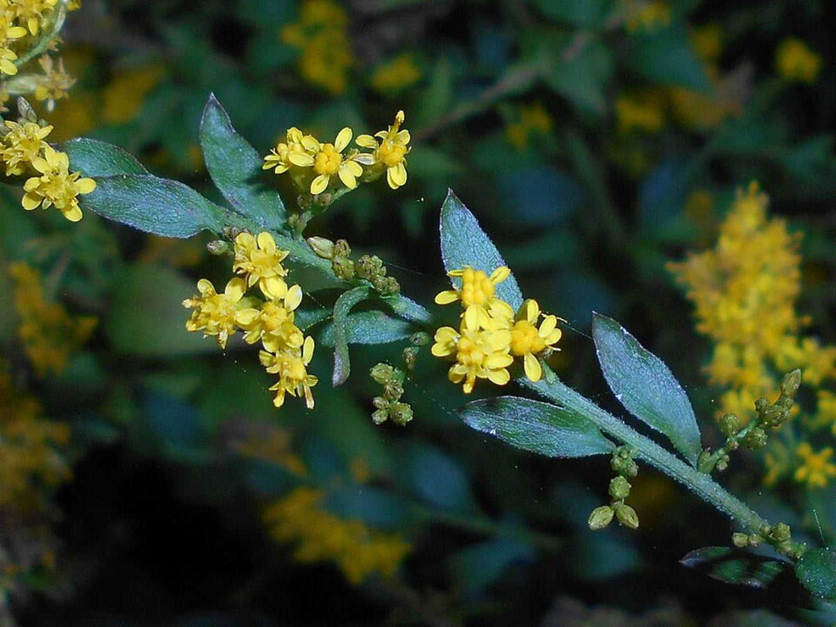 100 Elmleaf Goldenrod Seeds Solidago ulmifolia Native Perennial Wildflower