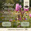 100 Midland Shooting Star Seeds – Pink Native Spring Wildflower