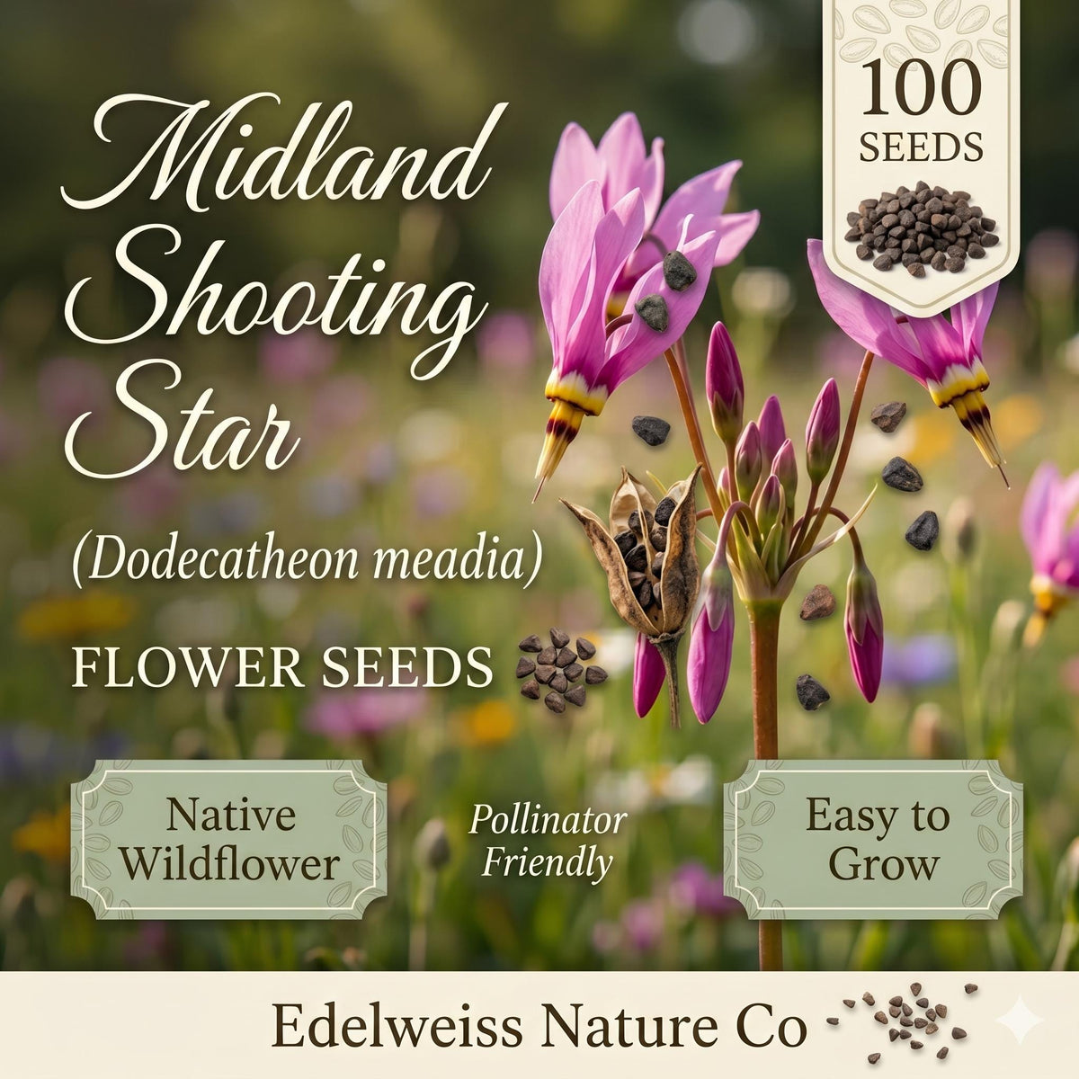 100 Midland Shooting Star Seeds – Pink Native Spring Wildflower