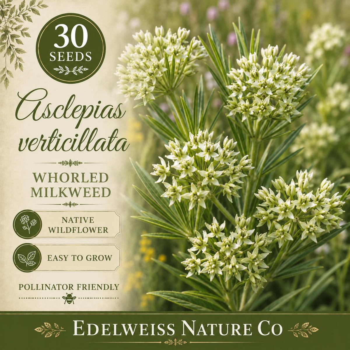 Whorled Milkweed Seeds – 30 Asclepias verticillata Non-GMO Native White Flower Seeds for Pollinator Gardens
