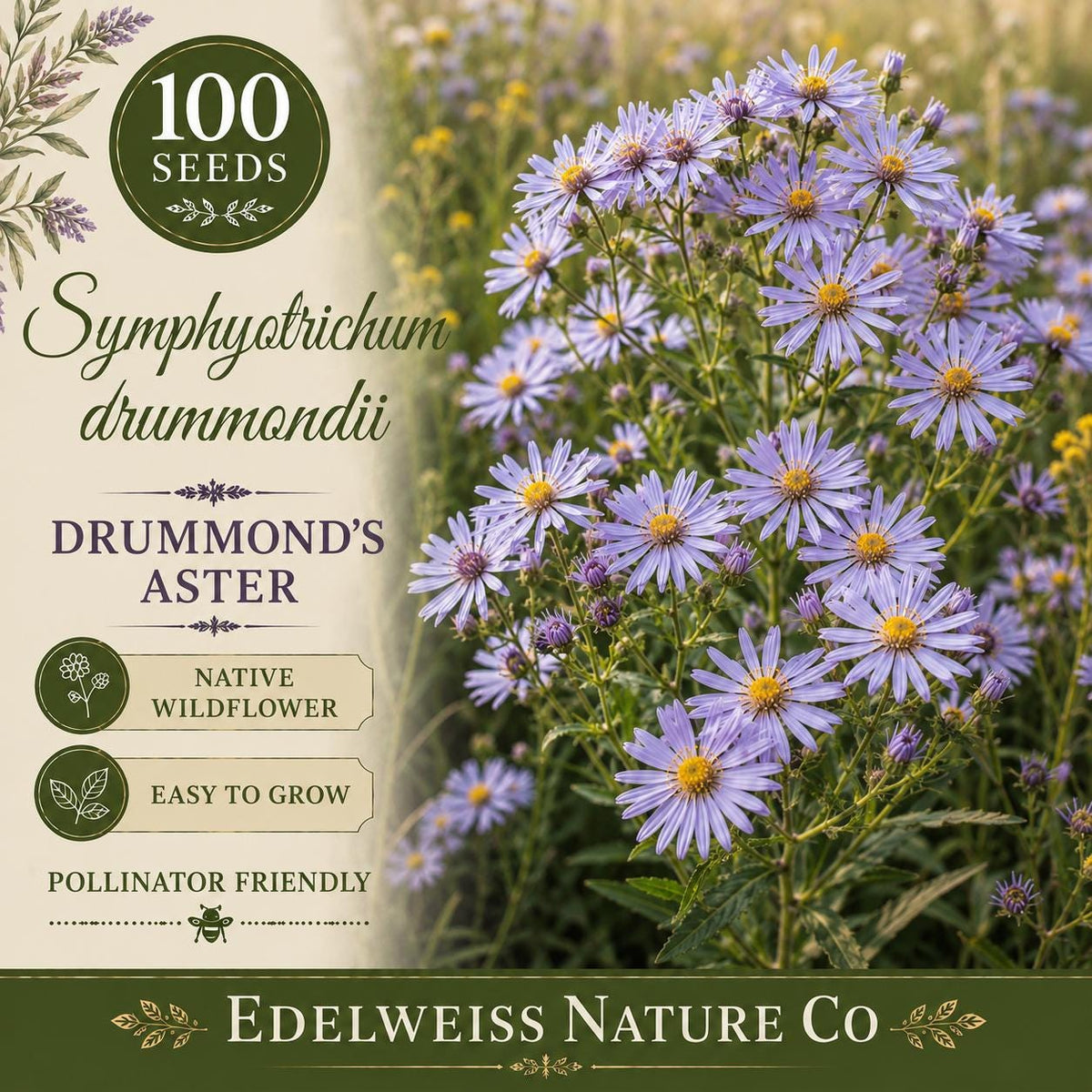 Symphyotrichum drummondii 100 Seeds – Drummond's Aster Heirloom Native Purple Pollinator Flower