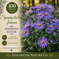 Symphyotrichum firmum 100 Seeds – Shining Aster Heirloom Non-GMO Native Purple Pollinator Flower