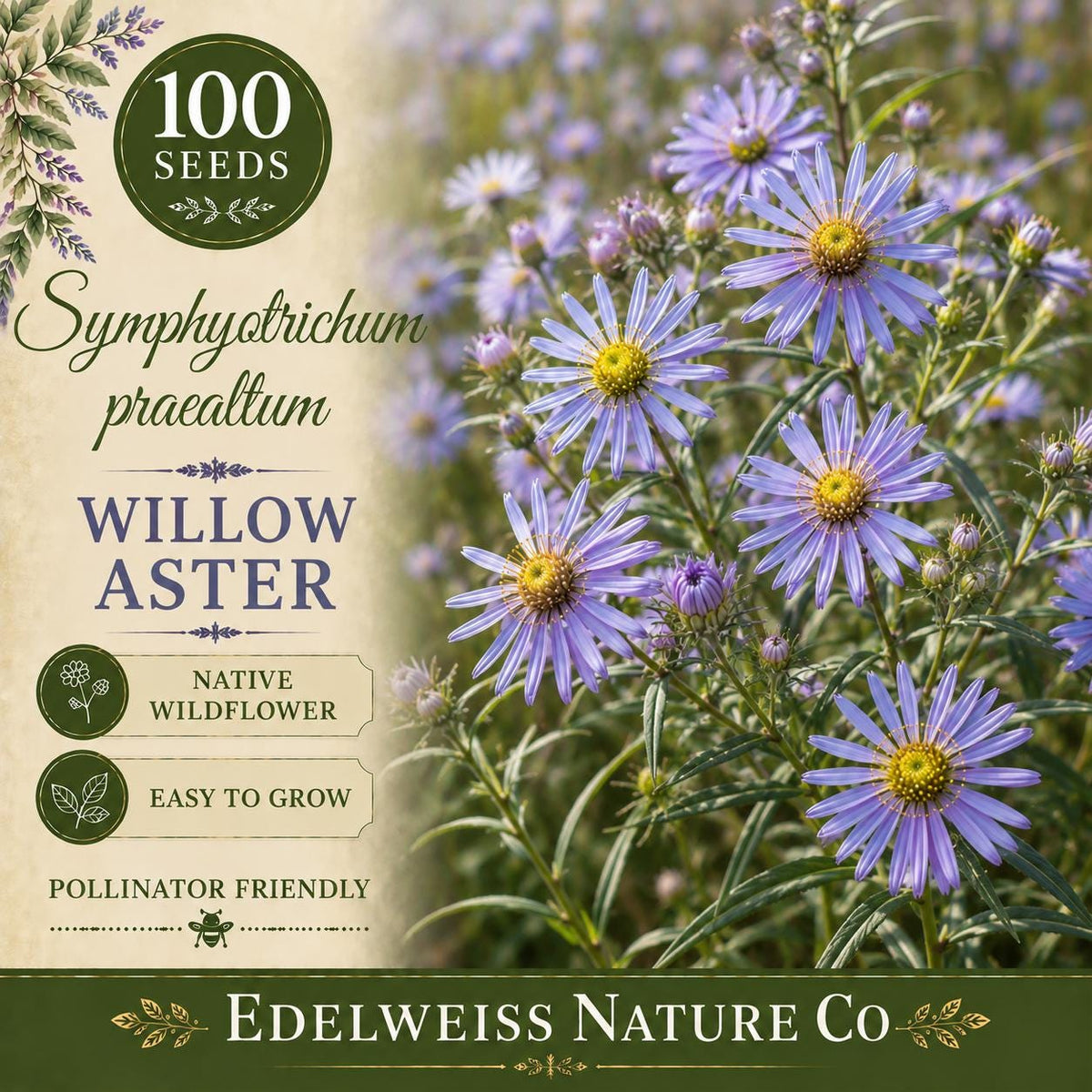 Willow Aster Seeds – 100 Heirloom Non-GMO Symphyotrichum praealtum Purple Pollinator Flower