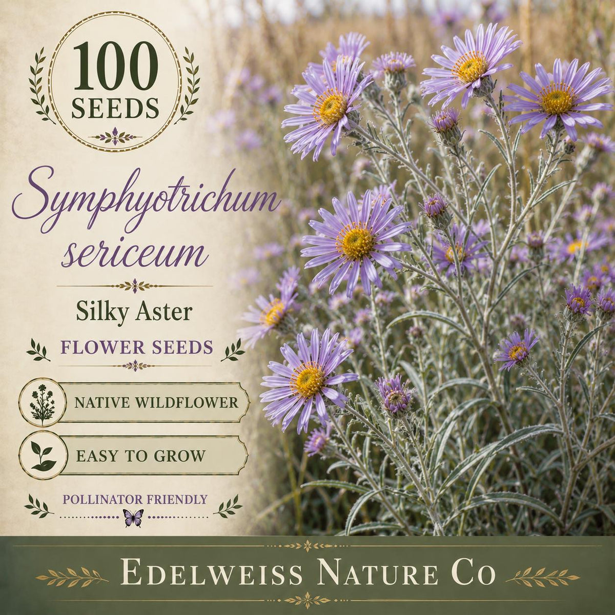 Symphyotrichum sericeum 100 Seeds - Silky Aster Heirloom Non-GMO Native Purple Pollinator Flower