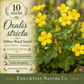 Oxalis stricta 10 Seeds – Yellow Wood Sorrel Heirloom Non-GMO Lemon Clover Sourgrass