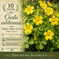 10 Oxalis valdiviensis Seeds – Chilean Yellow Clover Yellow Sorrel Ground Cover
