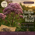 Eutrochium fistulosum Seeds – 100 Hollow Joe Pye Weed Native Pink Wildflower