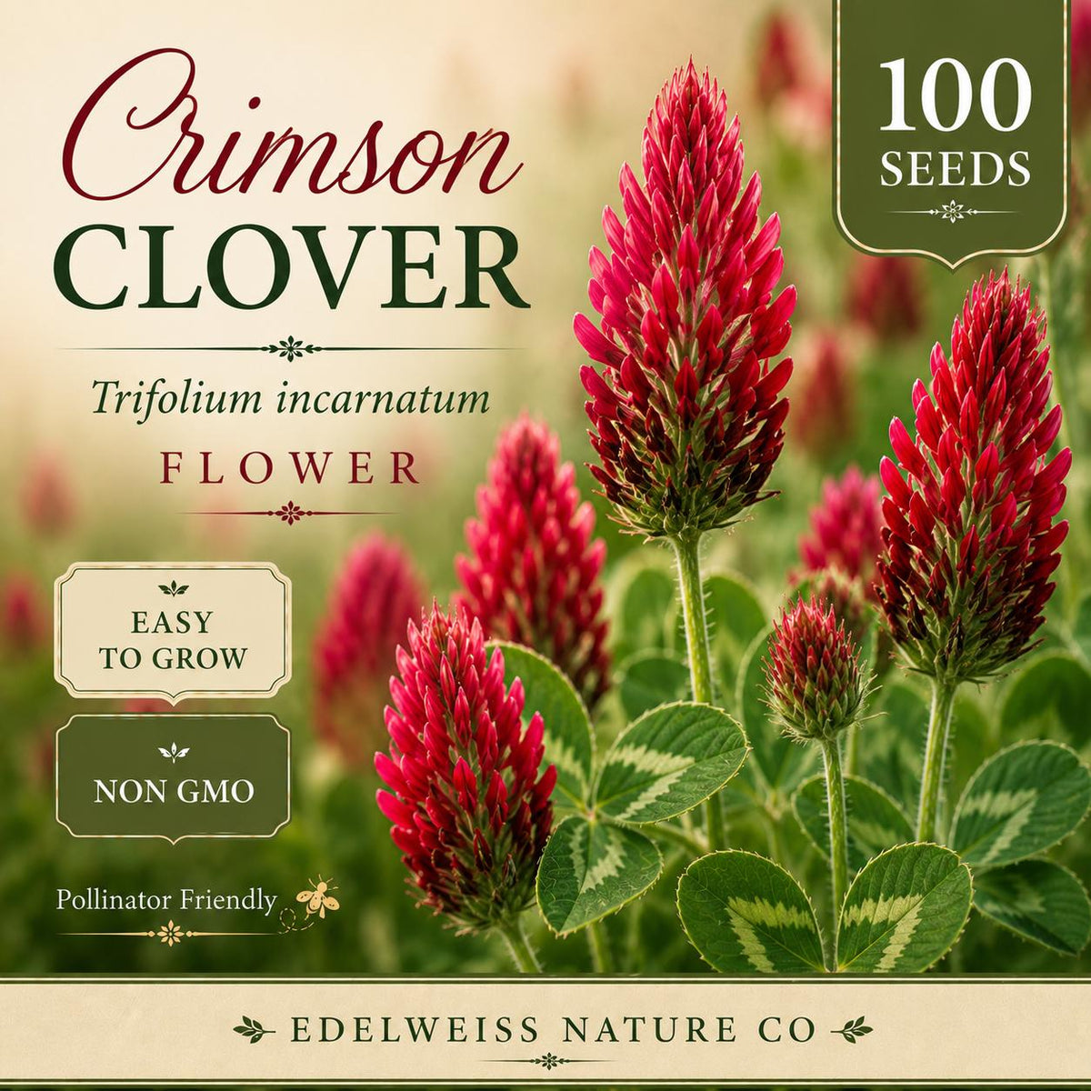100 Crimson Clover Seeds – Heirloom Red Flower for Pollinator Gardens, Non-GMO
